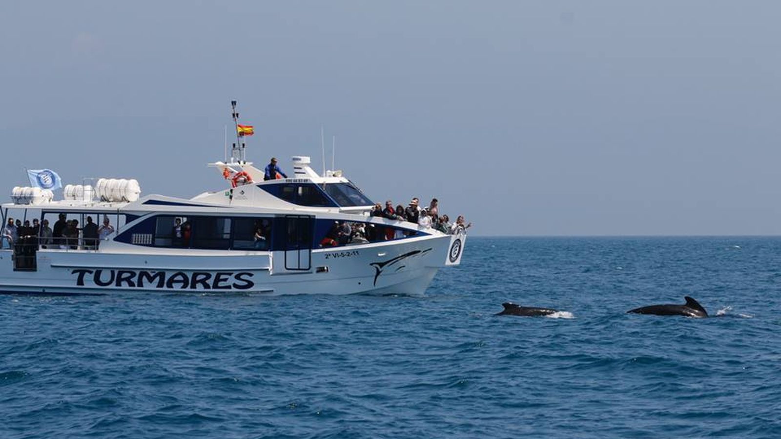 Avistamiento de cetáceos.