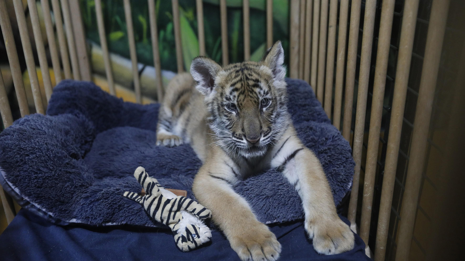 Las fotos del tigre de bengala, en la reserva "La pequeña África"