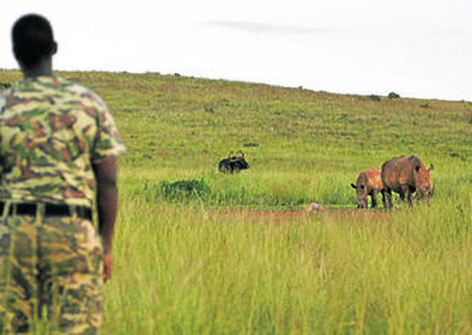 Un militar observa a varios rinocerontes en Sudáfrica.