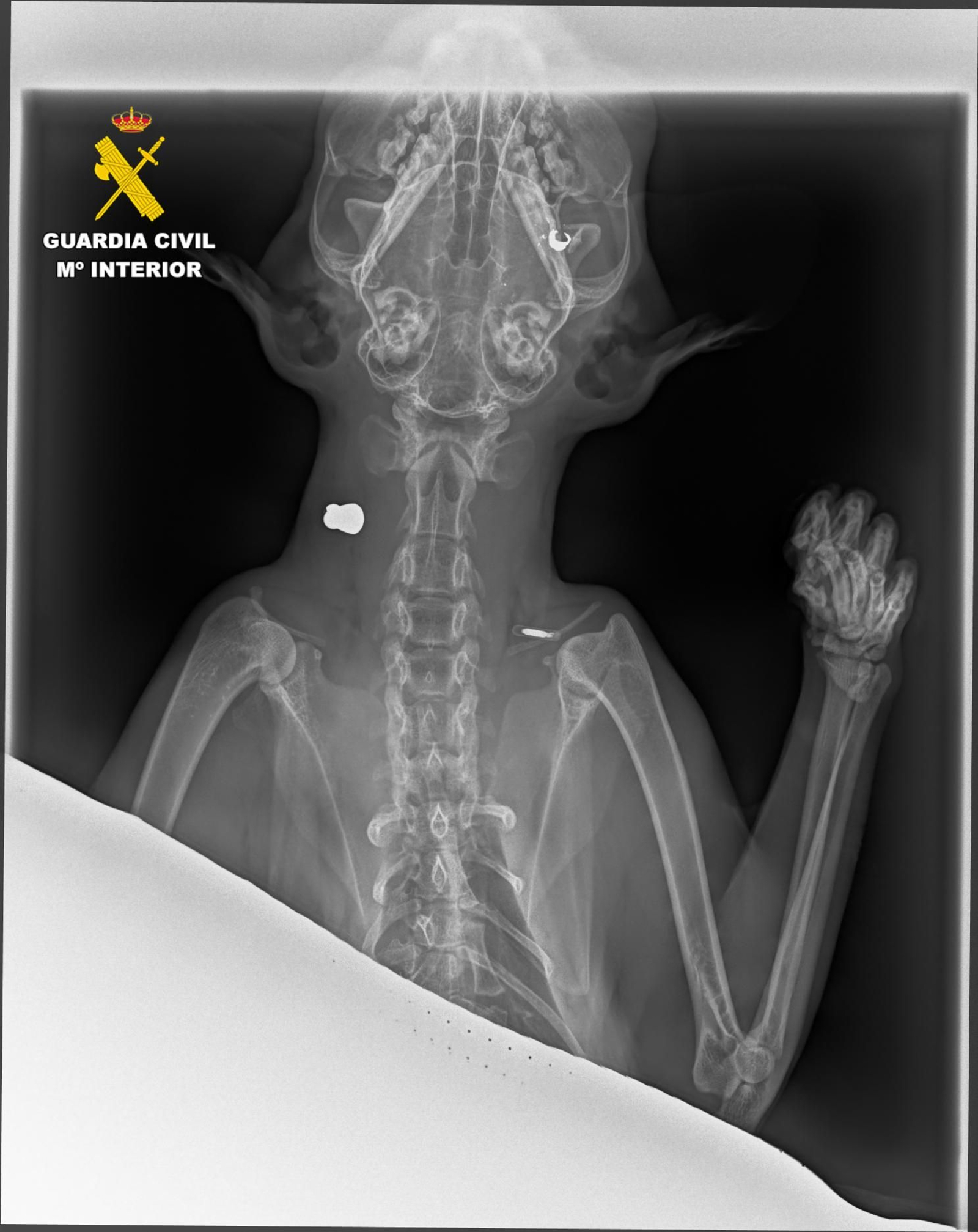 Radiografía del animal que muestra los balines alojados en su interior. Radiografía del animal que muestra los balines alojados en su interior.