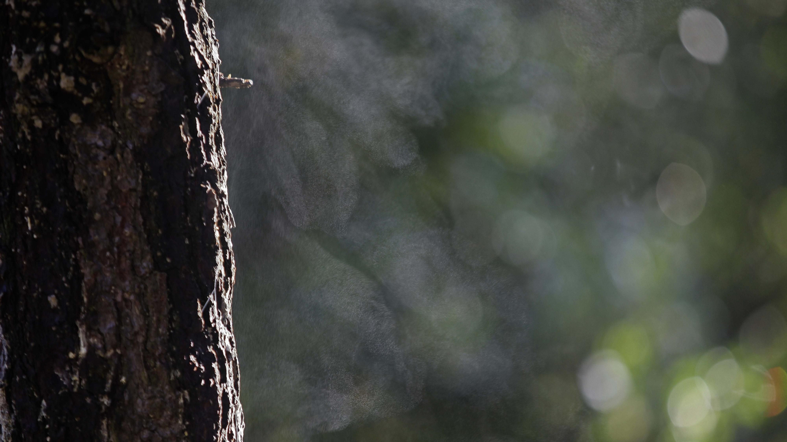 Sendero de la finca Murta en Los Barrios