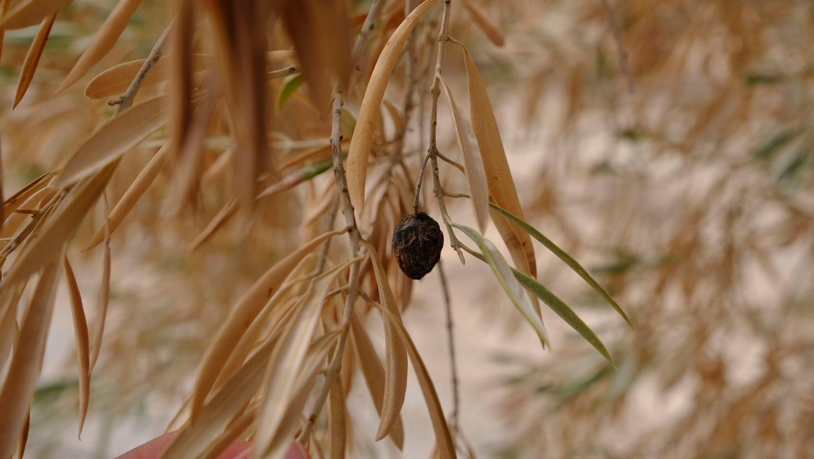 FINANZAS-ECONOMÍA-AGRI (8409969).jpg