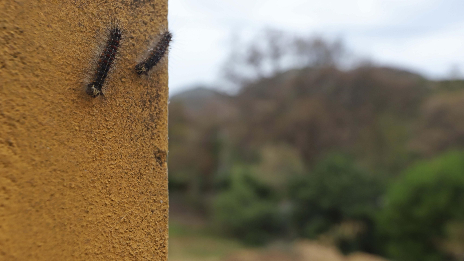 Brote de lagarta peluda en Pelayo