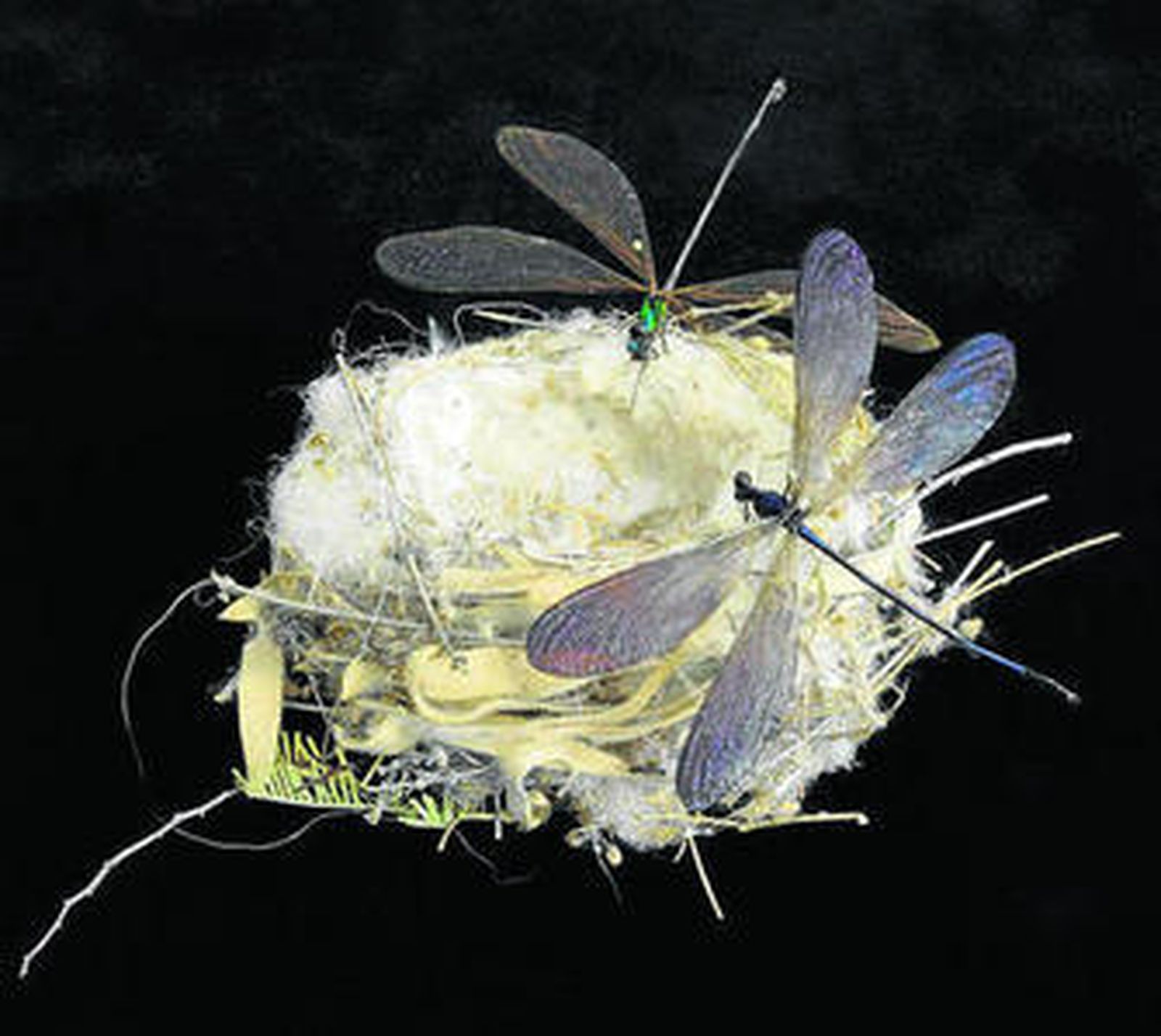 'Nido blando', de Díaz Barbado.