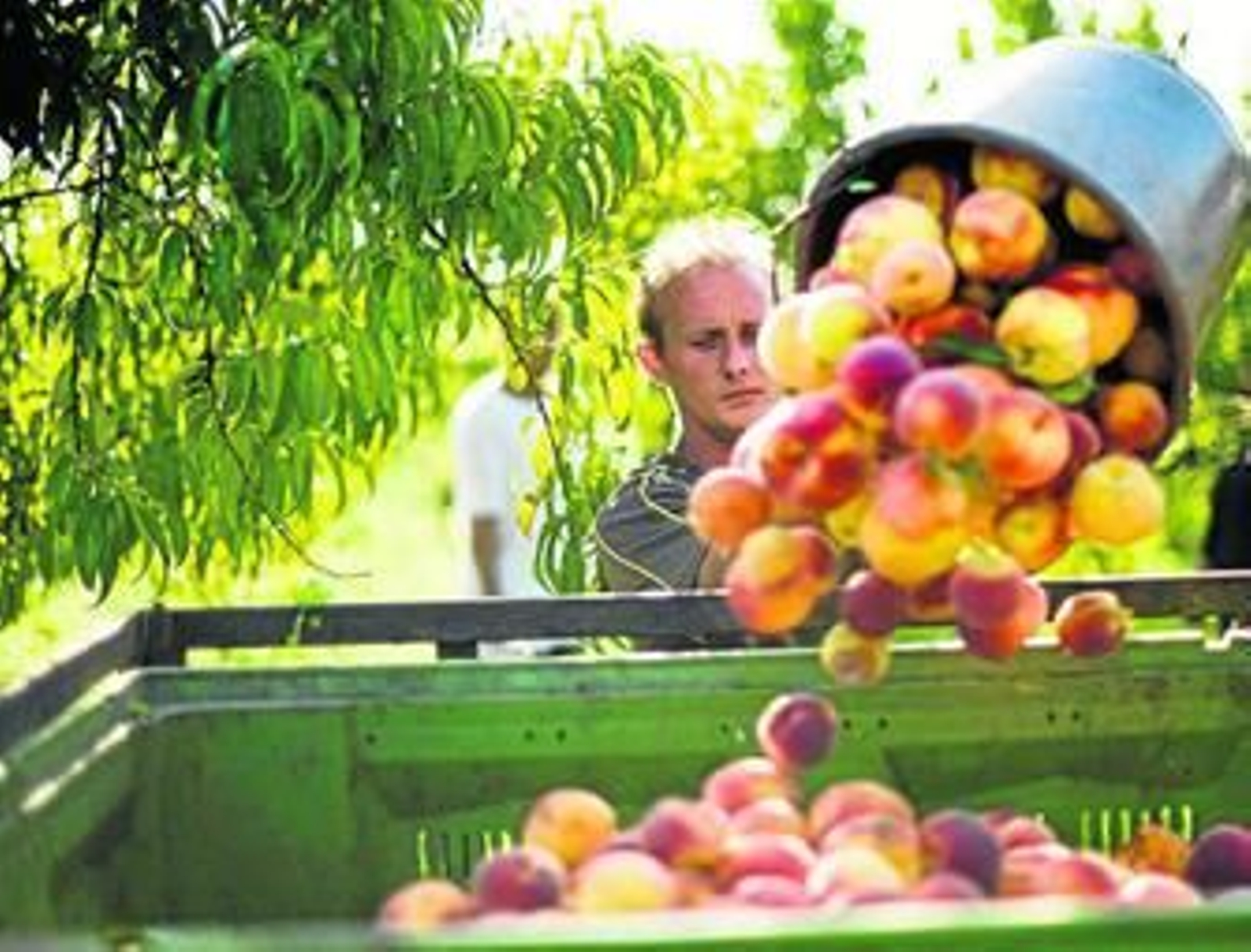 Los costes de producción, recolección, transporte y almacenaje no compensan a los precios de venta actuales.