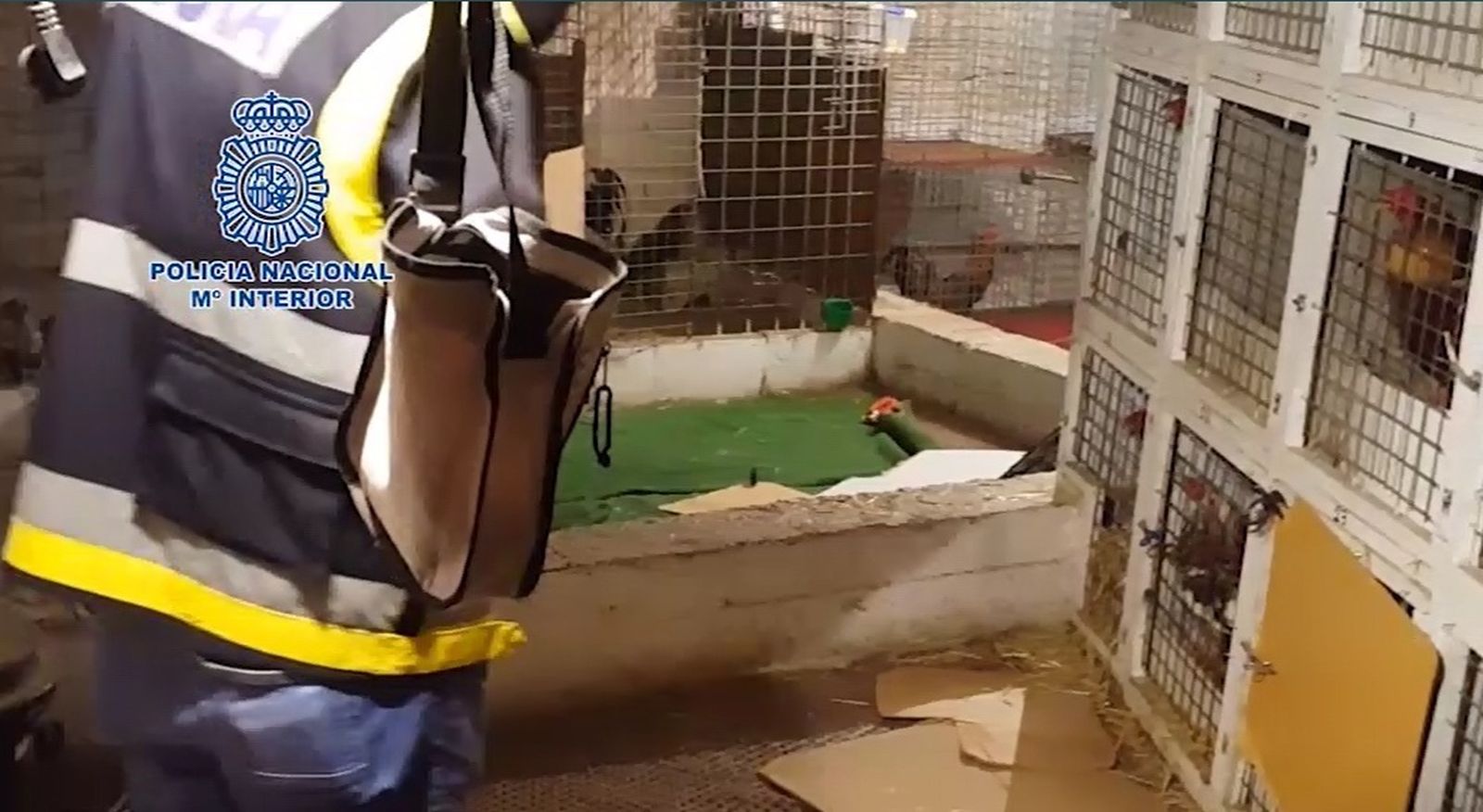 Zulo en el que tenían los gallos, presumiblemente para peleas ilegales.