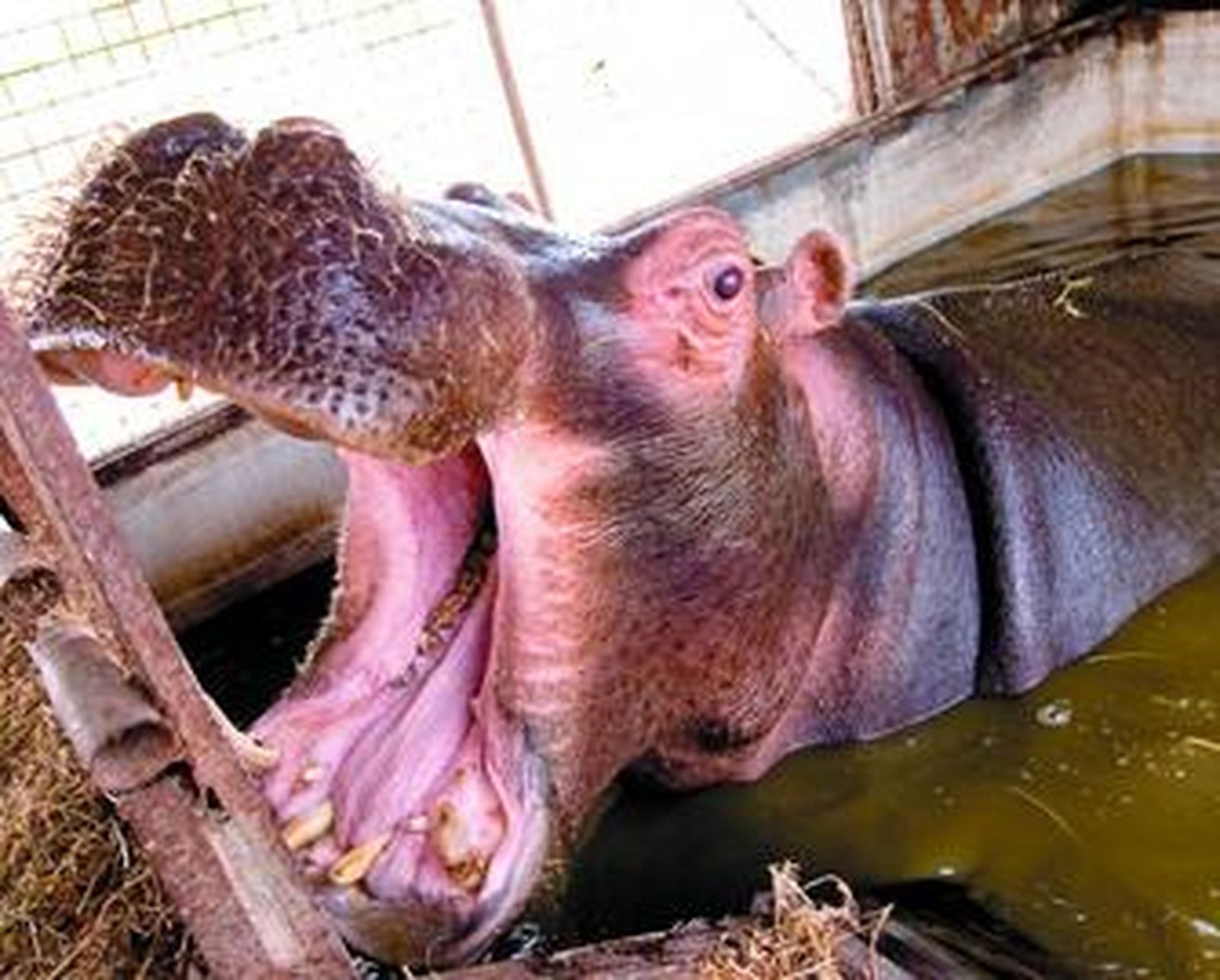 El joven Pipo, todavía en periodo de aprendizaje, muestra los dientes en señal de amenaza.