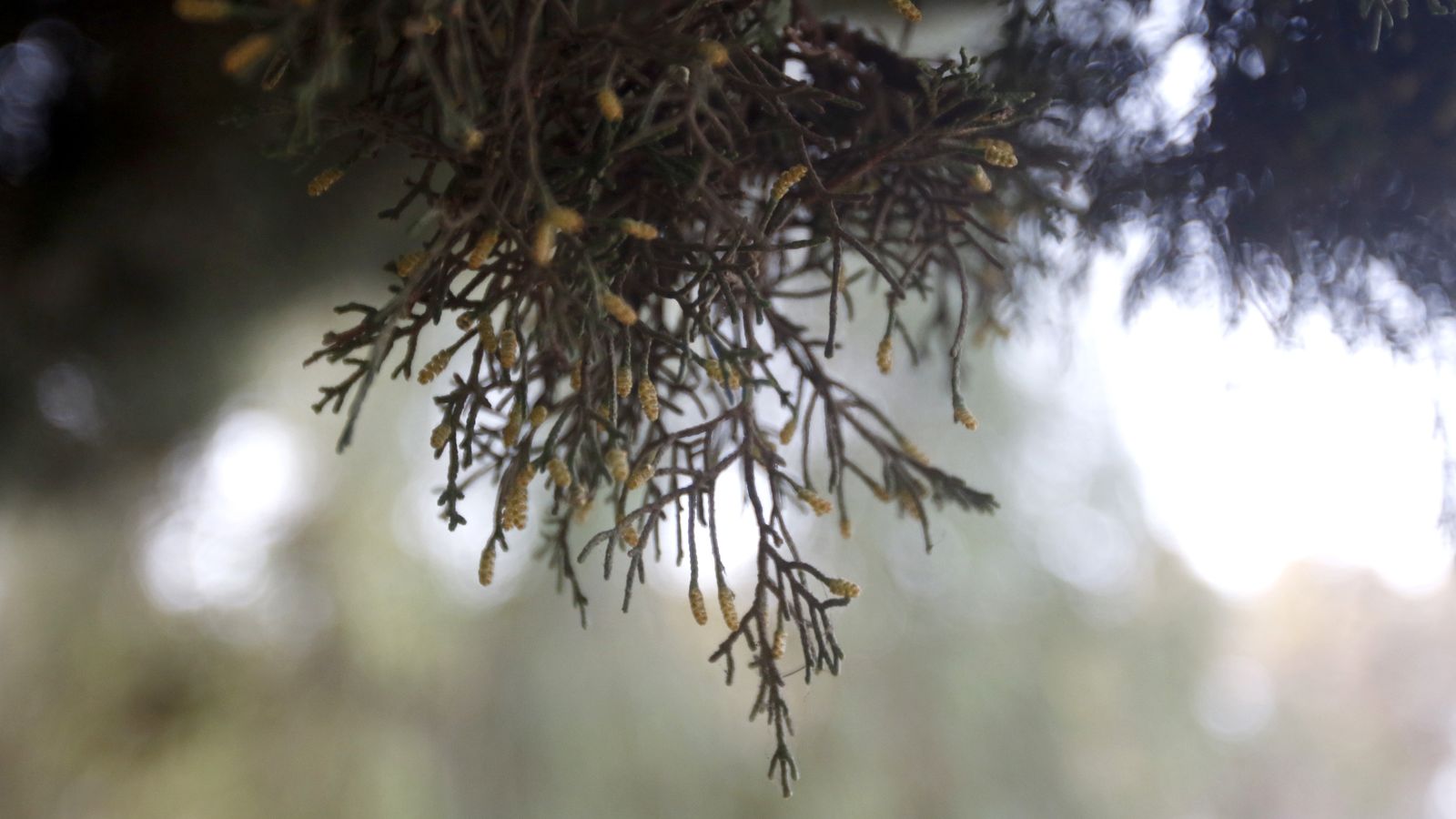 Hojas de ciprés, con forma de escama y de color verde oscuro.