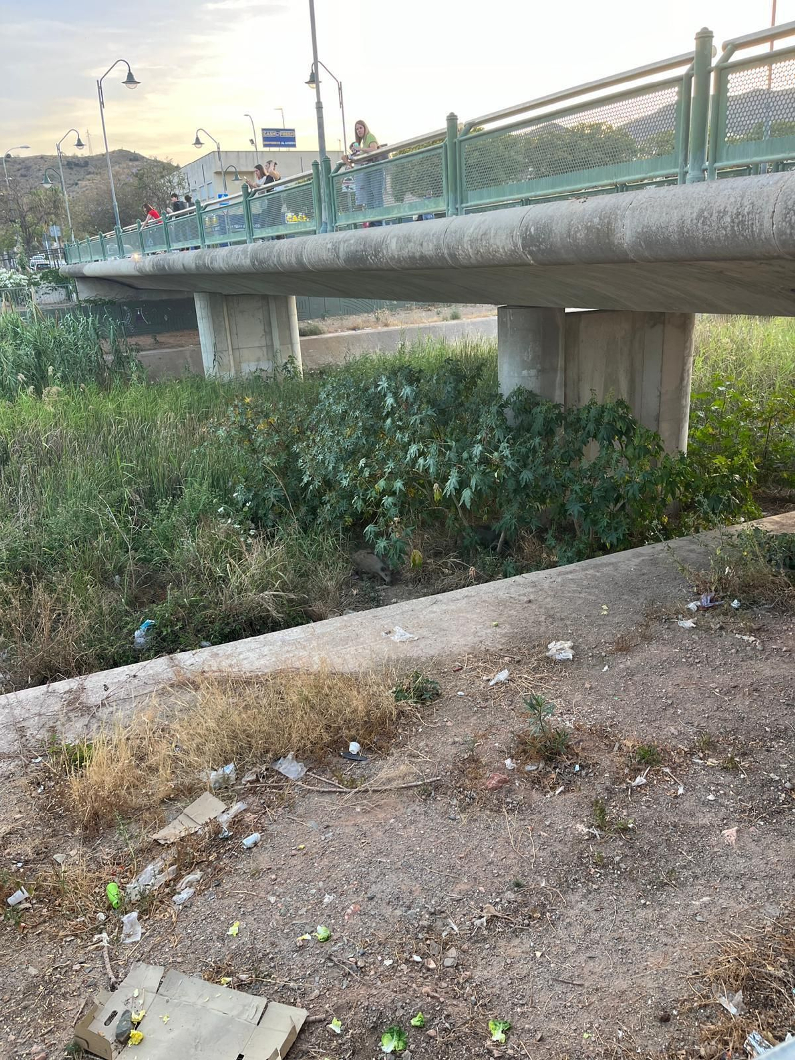 Vecinos asomados al puente del Conservatorio en Málaga. Vecinos asomados al puente del Conservatorio en Málaga.