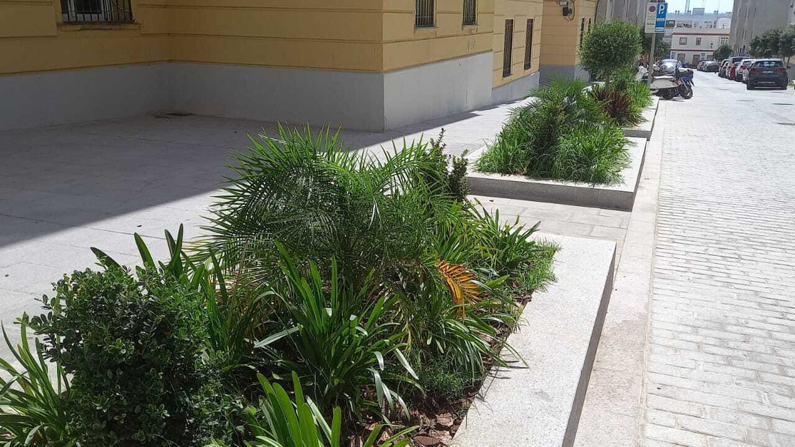 Parterres con la vegetación muy crecida, en la calle Héroes del Baleares.