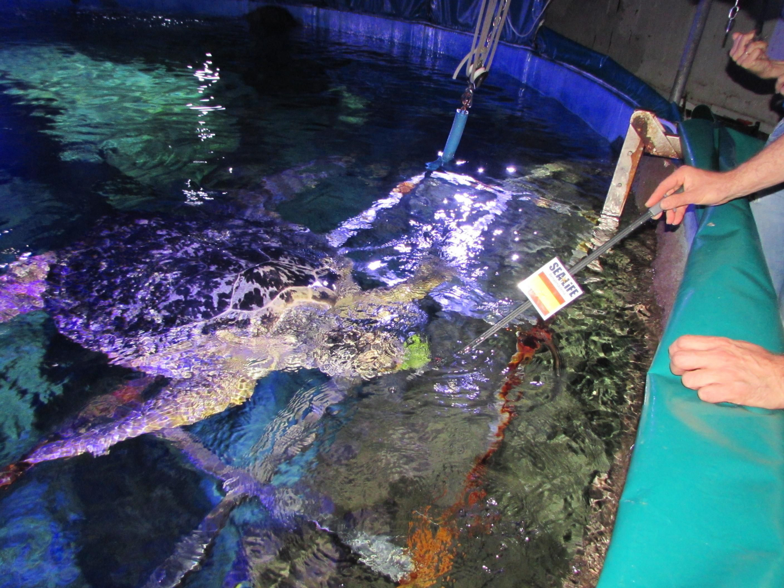 La tortuga 'Yellow' se decanta por la bandera de España, en una de sus anteriores predicciones.
