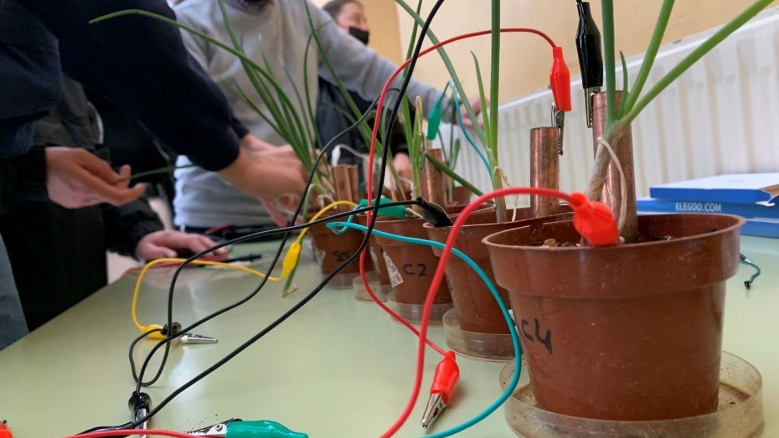 Maceto-pilas. Proyecto `Las plantas como fuente de energía eléctrica´ IES Padre Suárez.