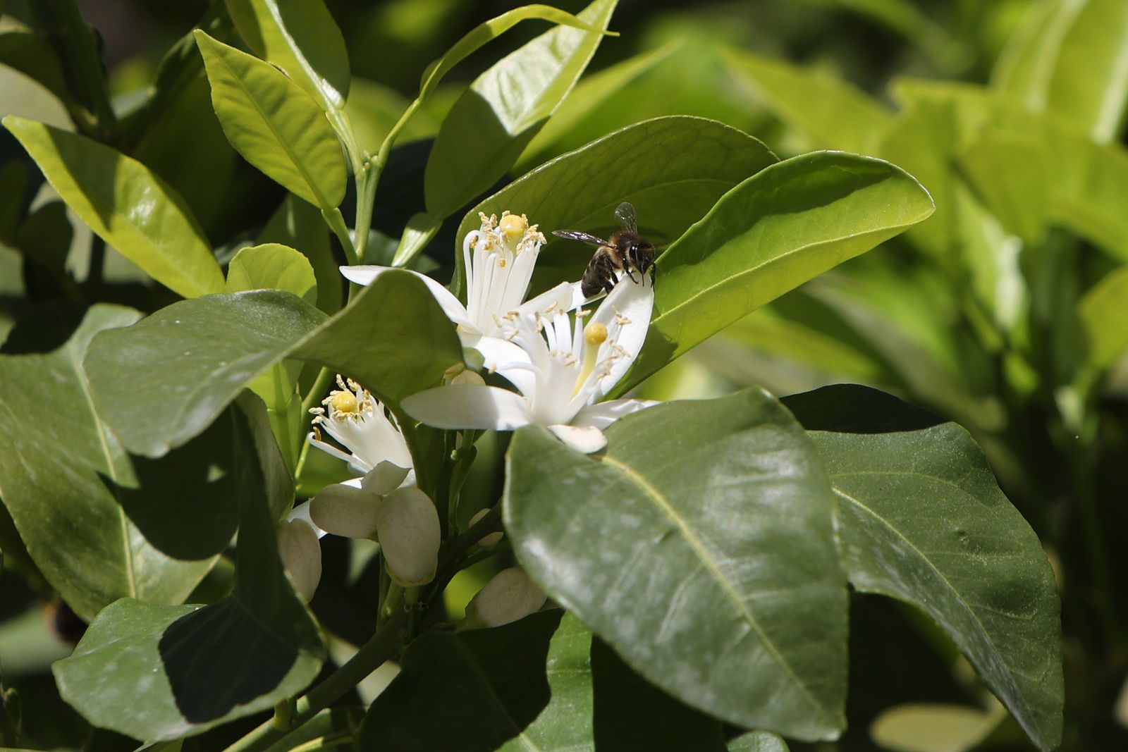 Comienzo de la primavera en Sevilla