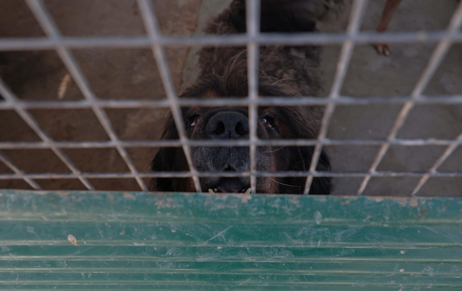 Imágenes de la protectora de animales del Campo de Gibraltar en Los Barrios