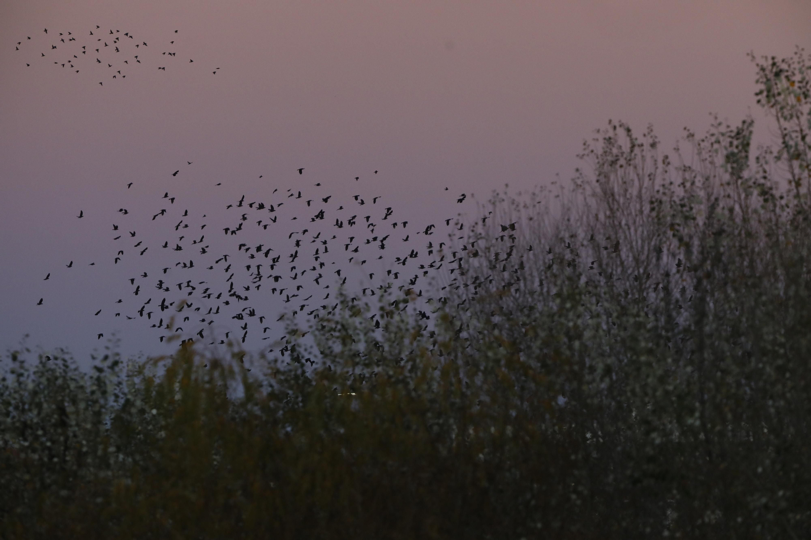 Las aves que habitan en Los Sotos de la Albolafia de Córdoba, en fotografías