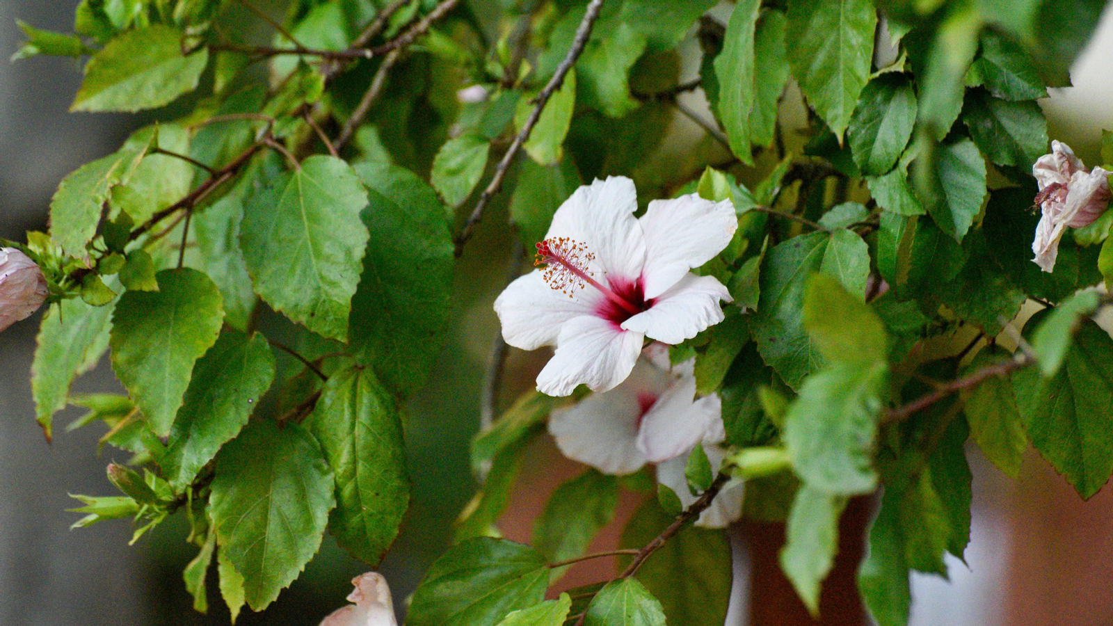 Las fotos de los Jardines Socco en La Línea