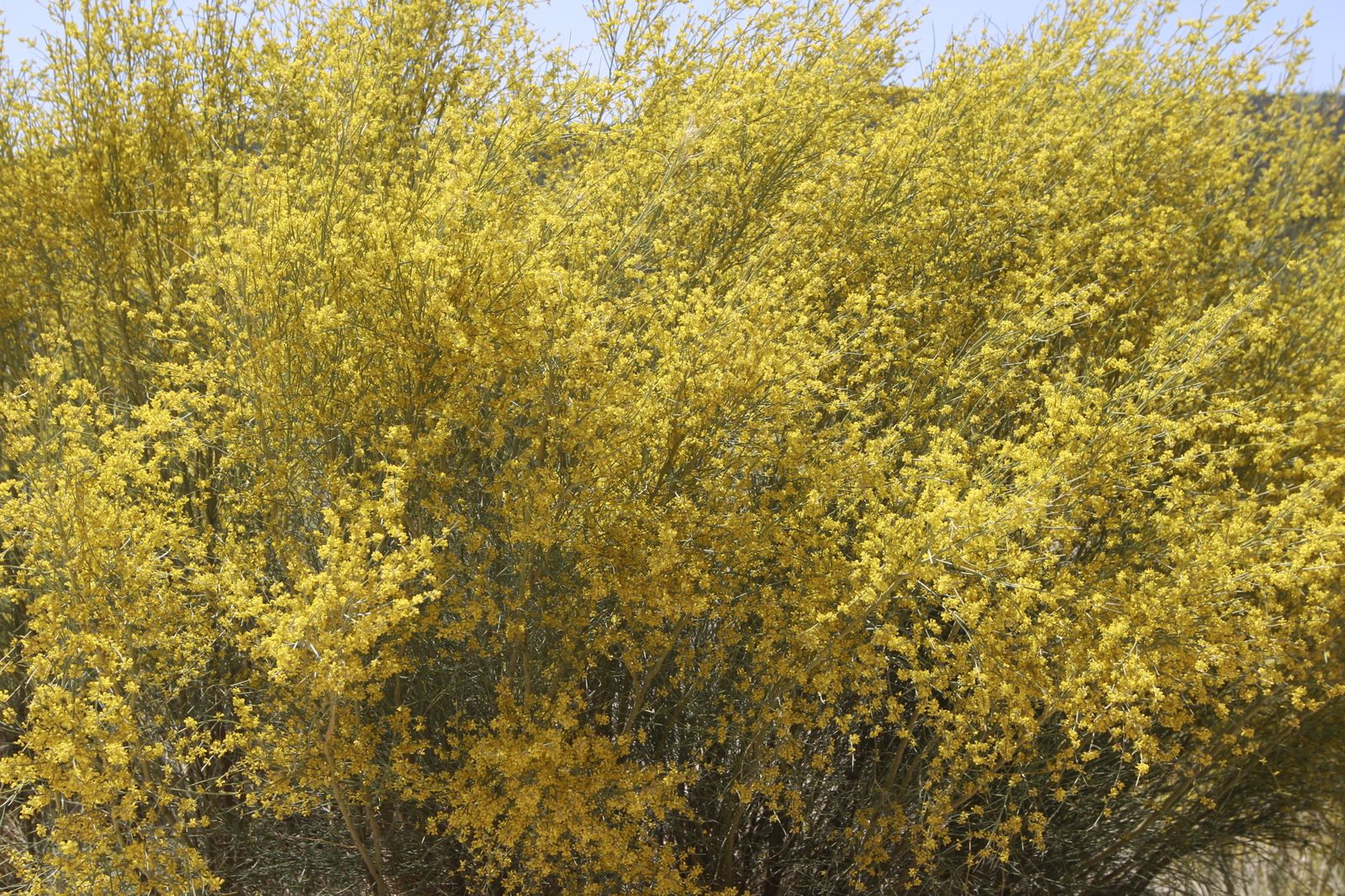 Imágenes de la sequía que golpea con dureza la producción de cereal en Los Vélez