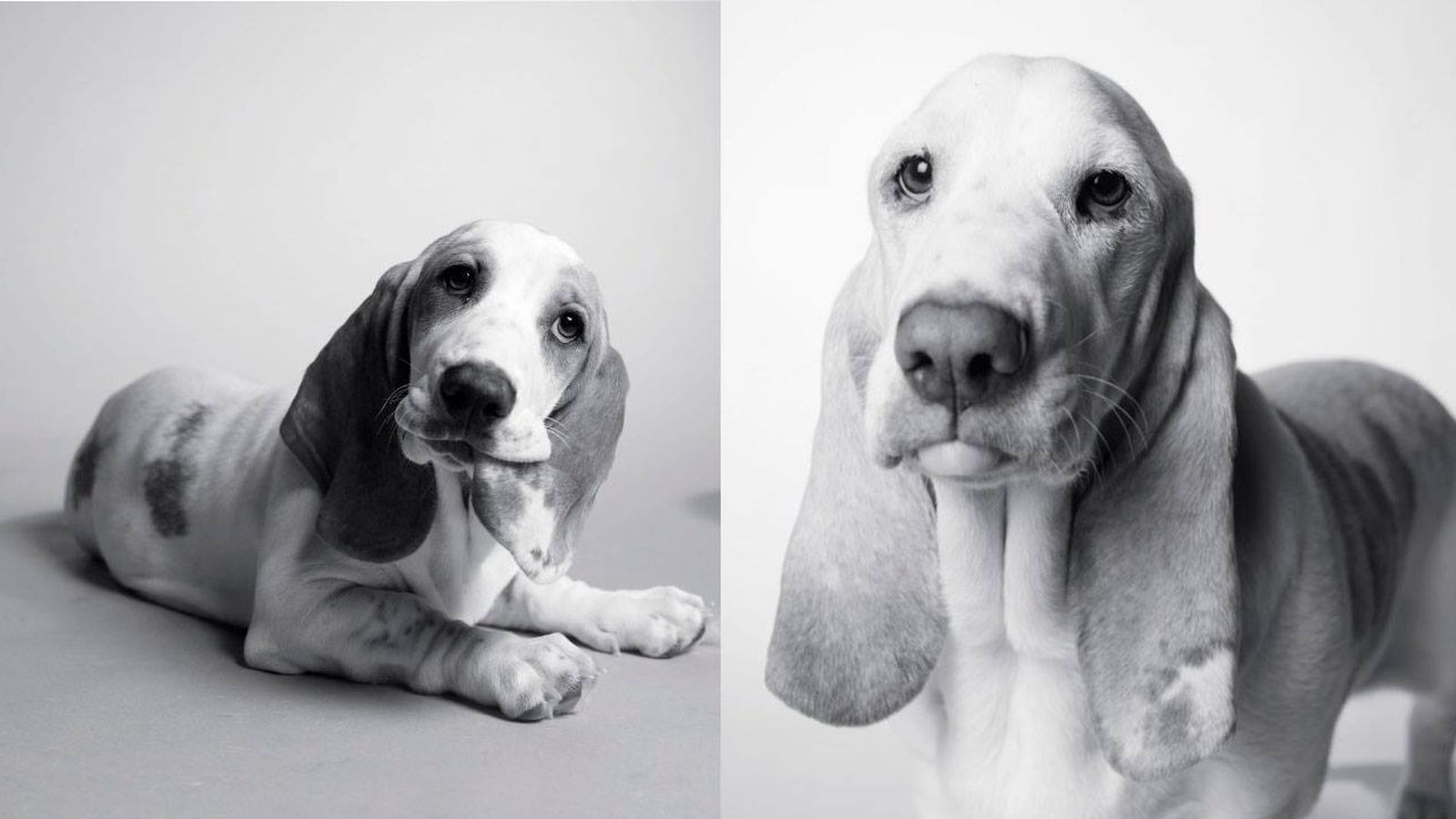 basset hound