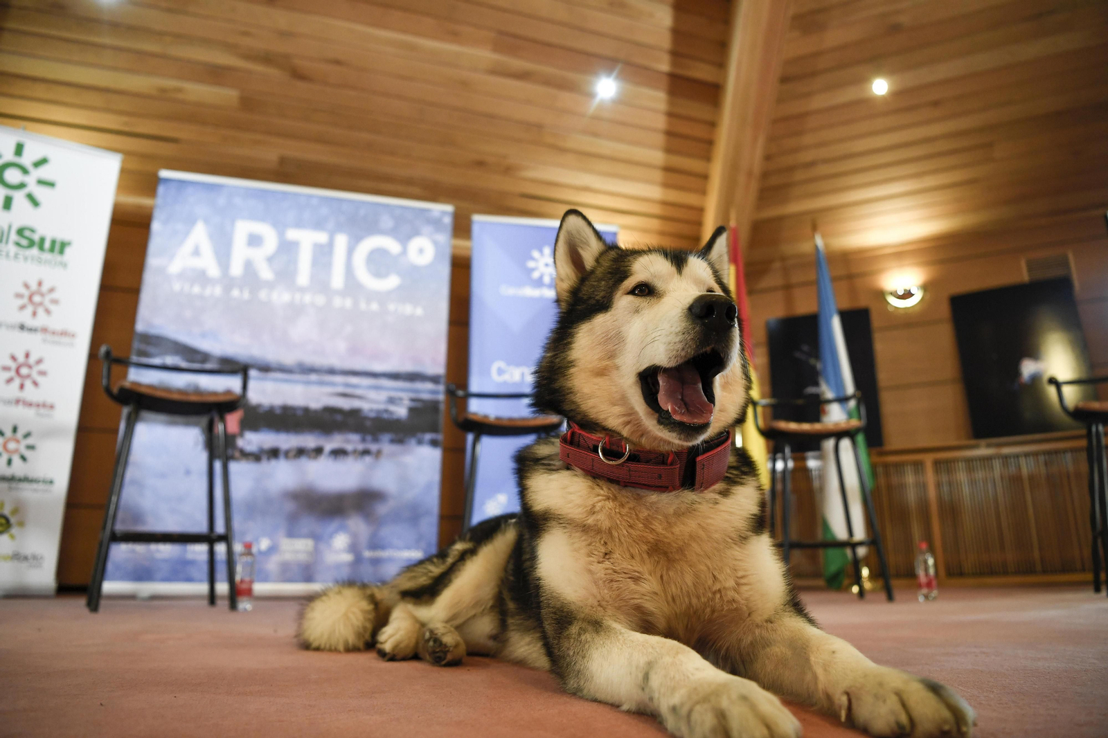Fotos de 'Desafío Ártico' en Granada, Desafío Ártico', docuserie sobre una expedición al Polo Norte
