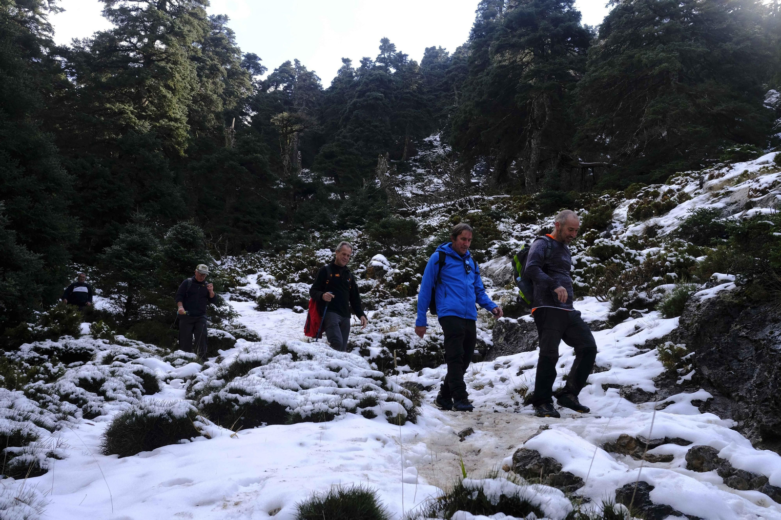 El blanco viste el Parque Nacional de la Sierra de las Nieves. El blanco viste el Parque Nacional de la Sierra de las Nieves.