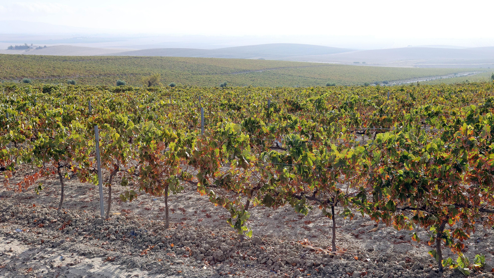 Vinos ecológicos con uva Pedro Ximénez