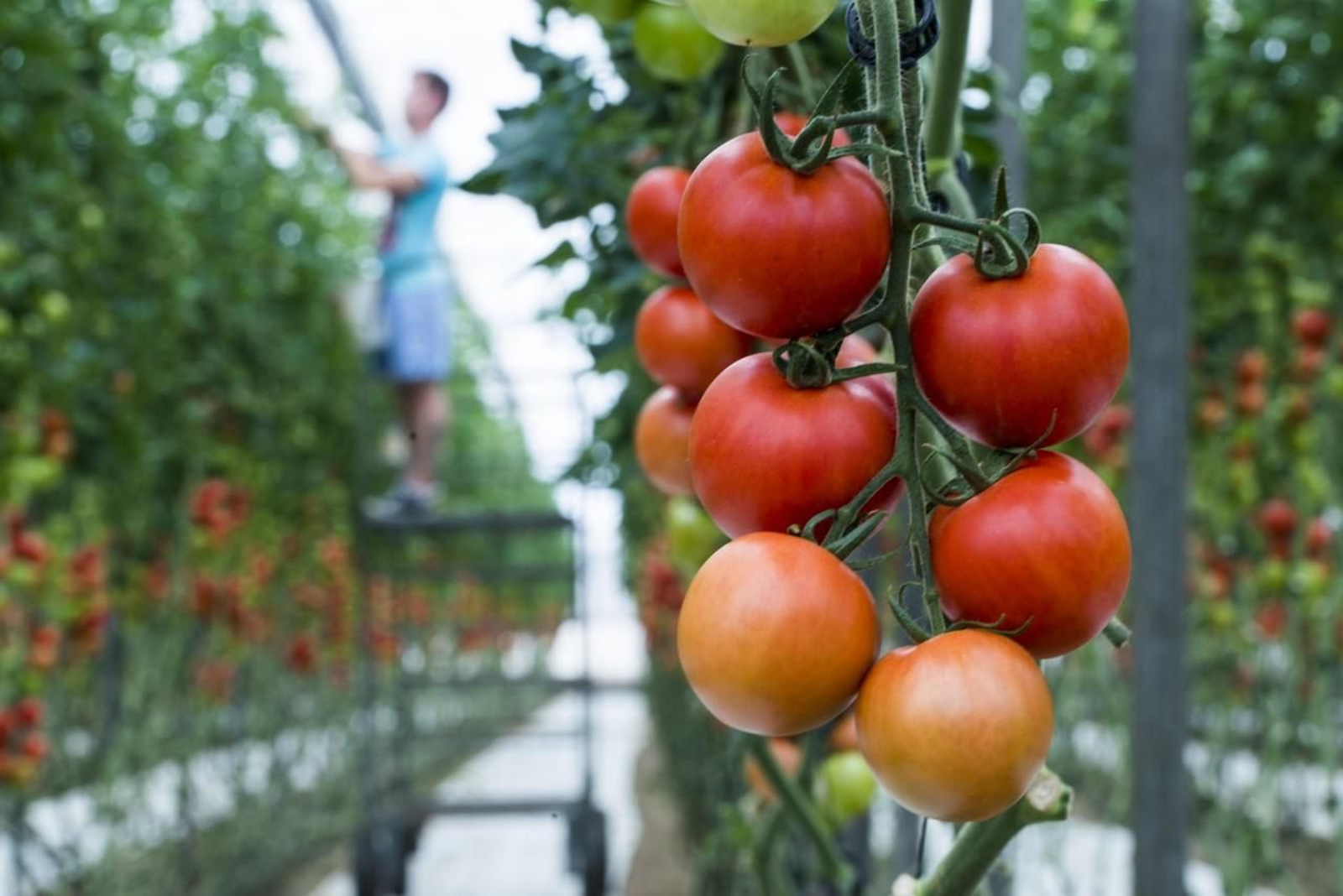 Producción de tomates en el interior de un invernadero.