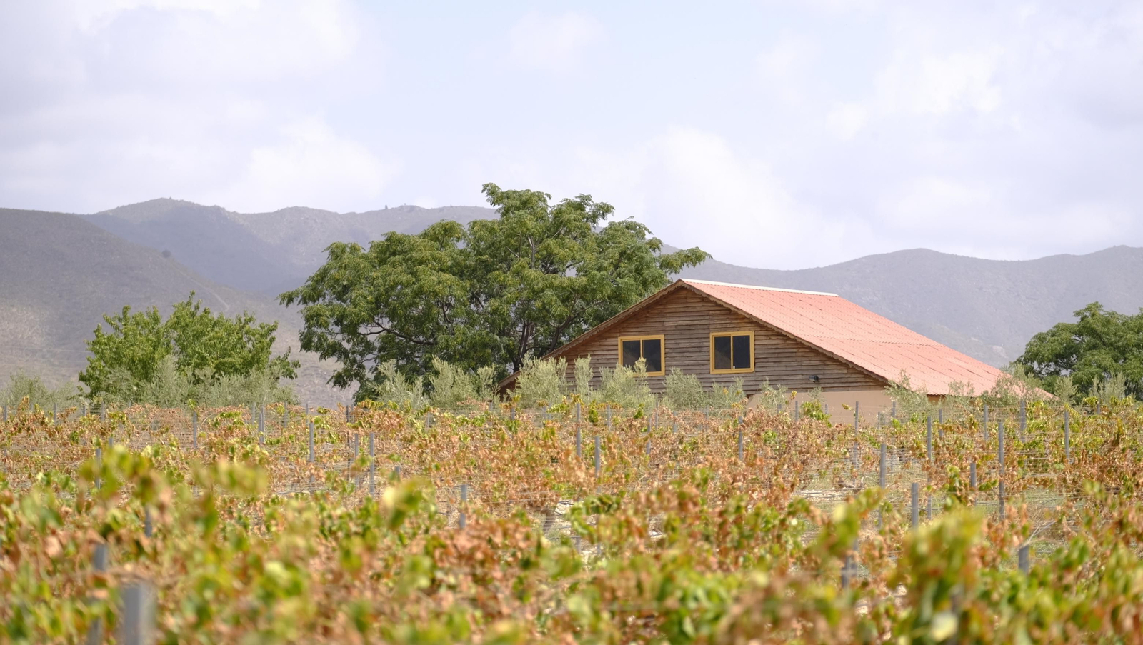 Llega la vendimia a las Bodegas Perfer, en Uleila del Campo