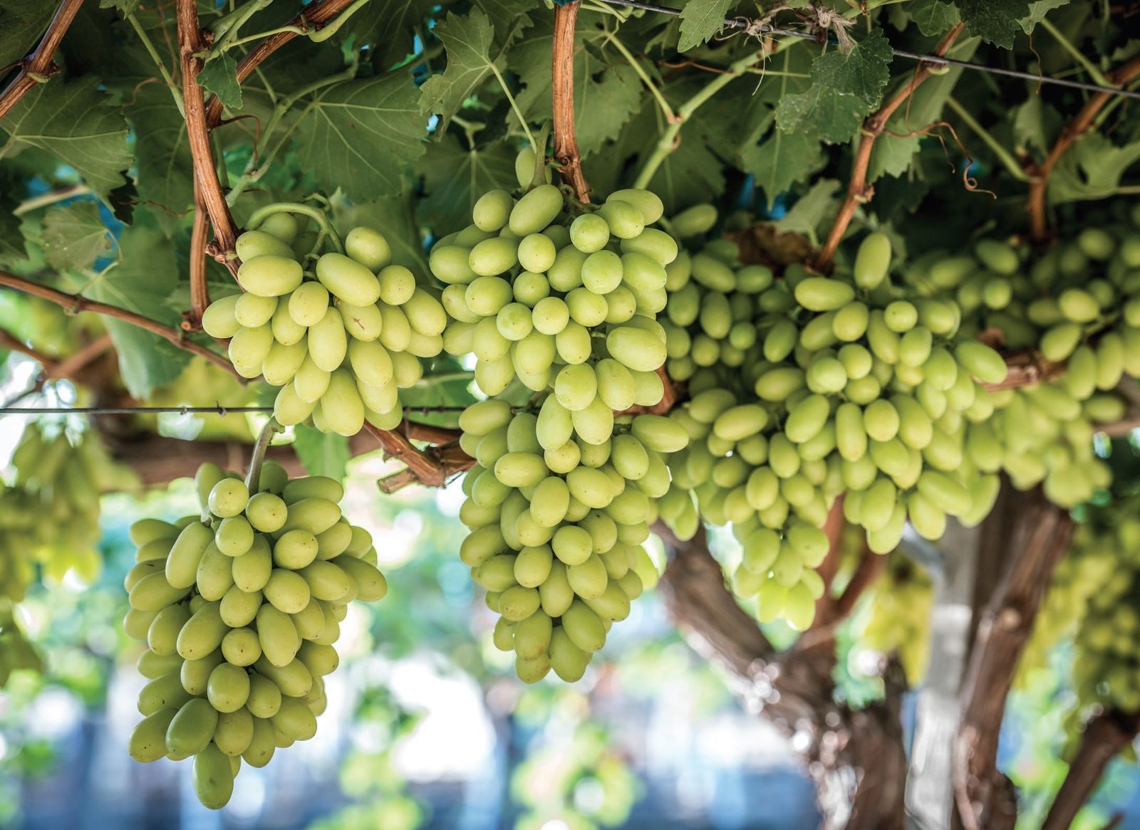 Imagen de uva de mesa ARRA 15.