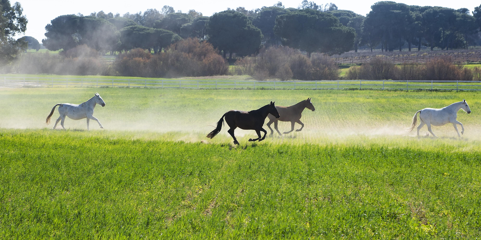 Un día de matanza en una finca sevillana