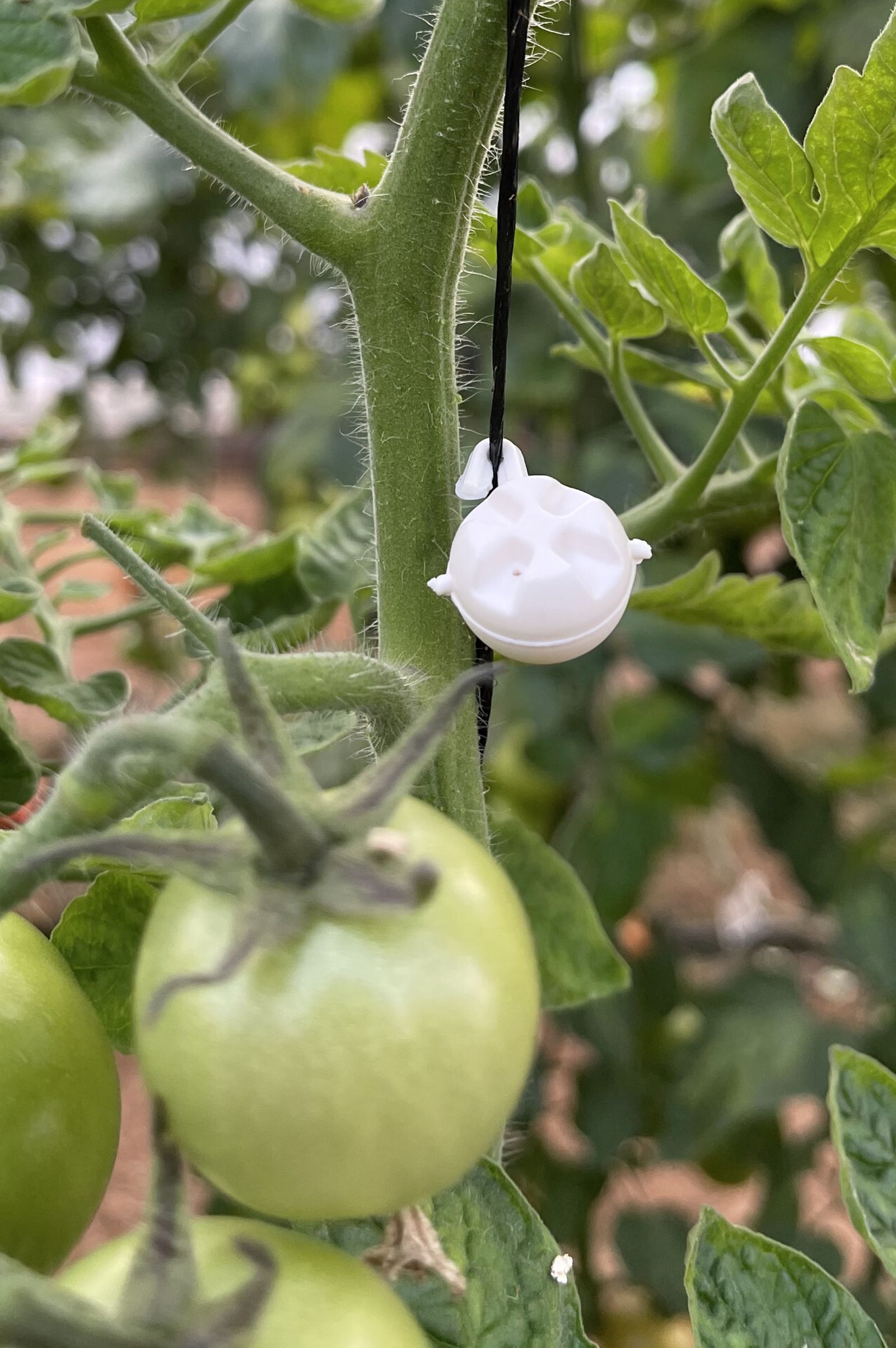 Balls de Agrobío en tomate.