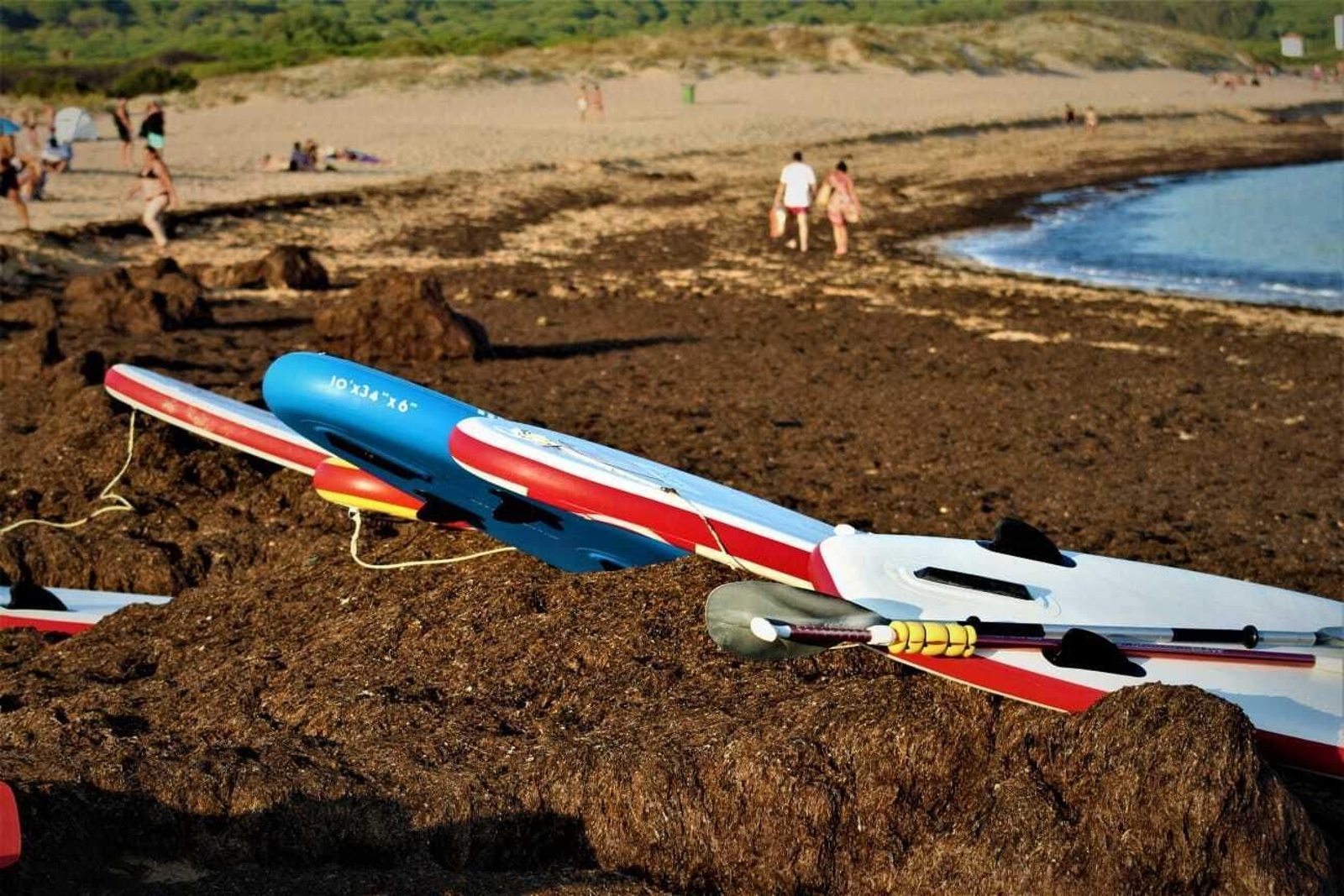 La playa de Los Caños de Meca, invadida por las algas