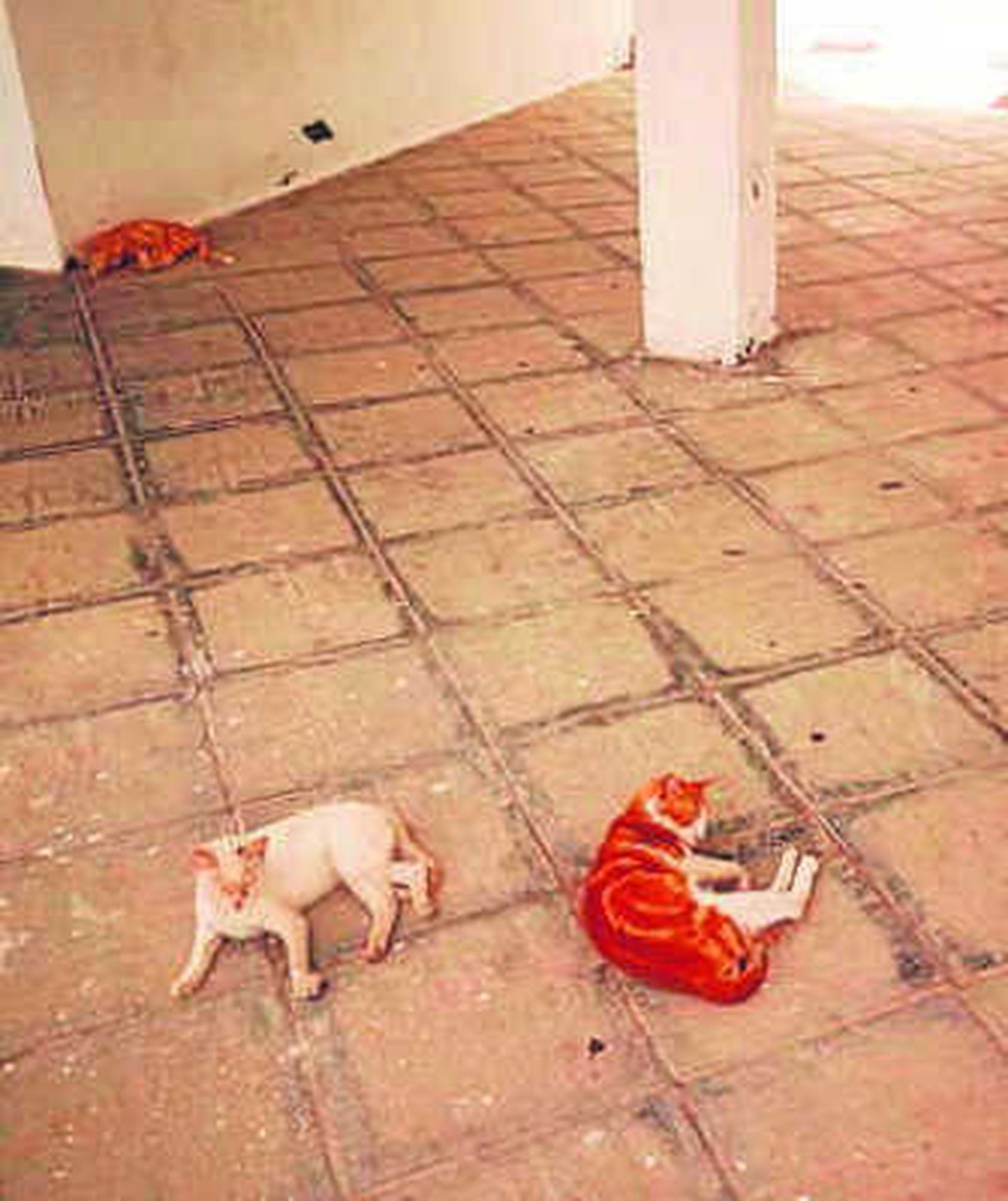 Gatos callejeros.