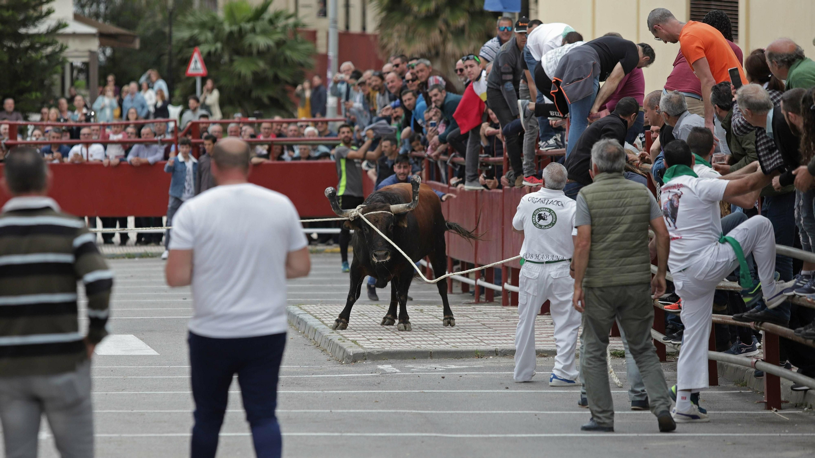 Imágenes del Toro Embolao de Los Barrios