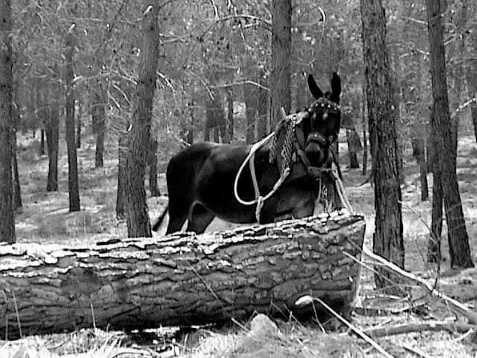 Así trabajaban los pineros de Segura.