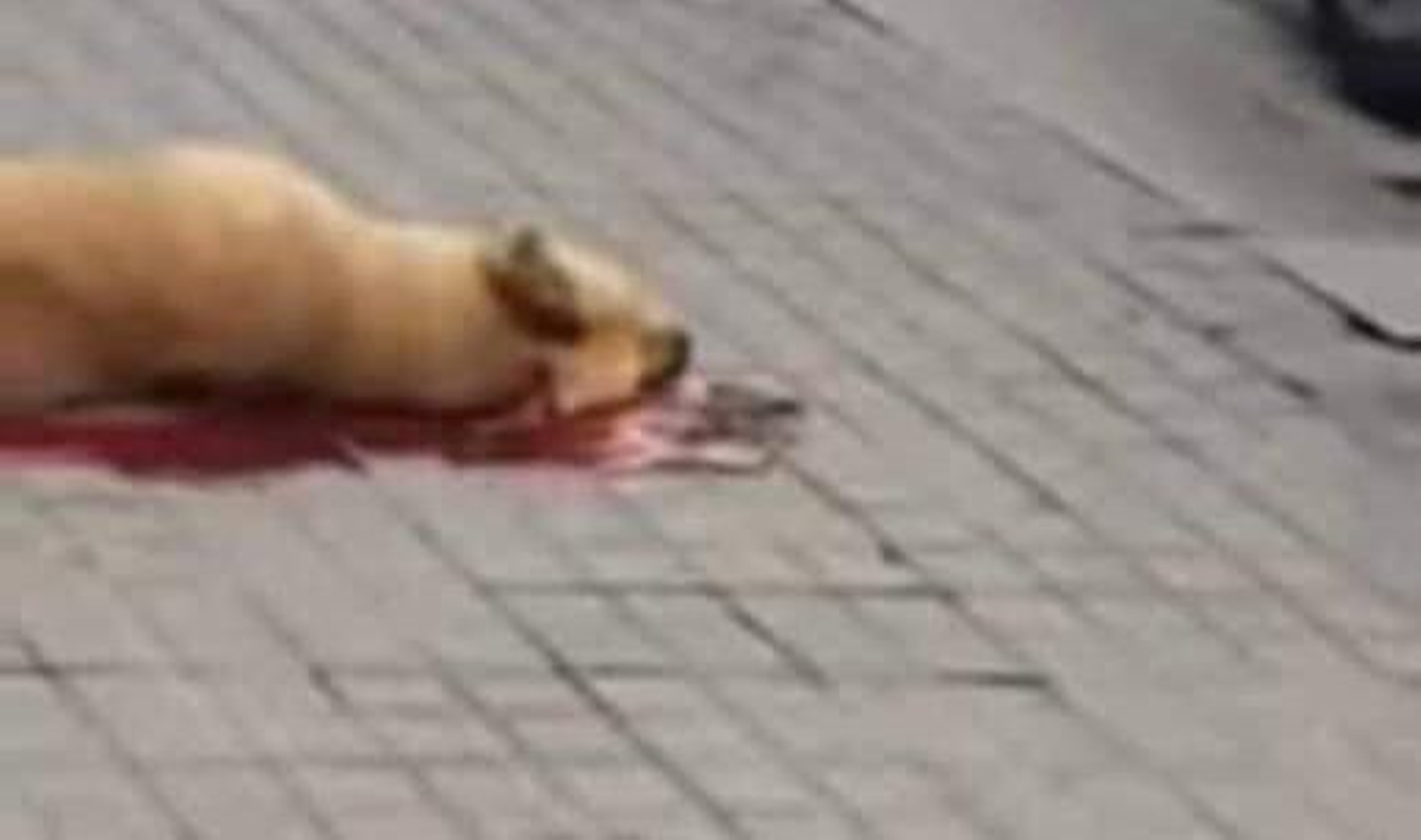 El animal yace en el suelo muerto