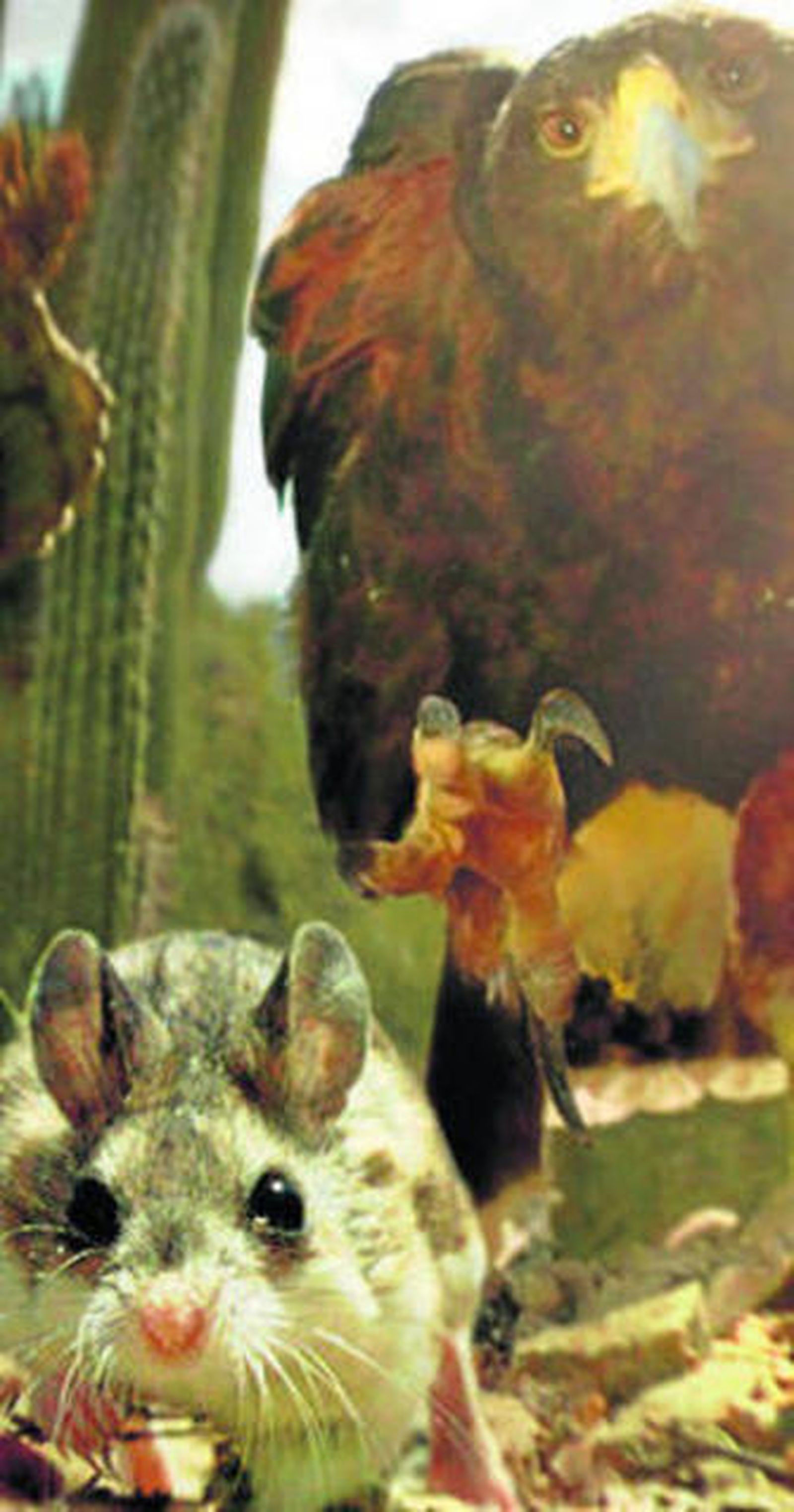 'Reinos ocultos' de la BBC.