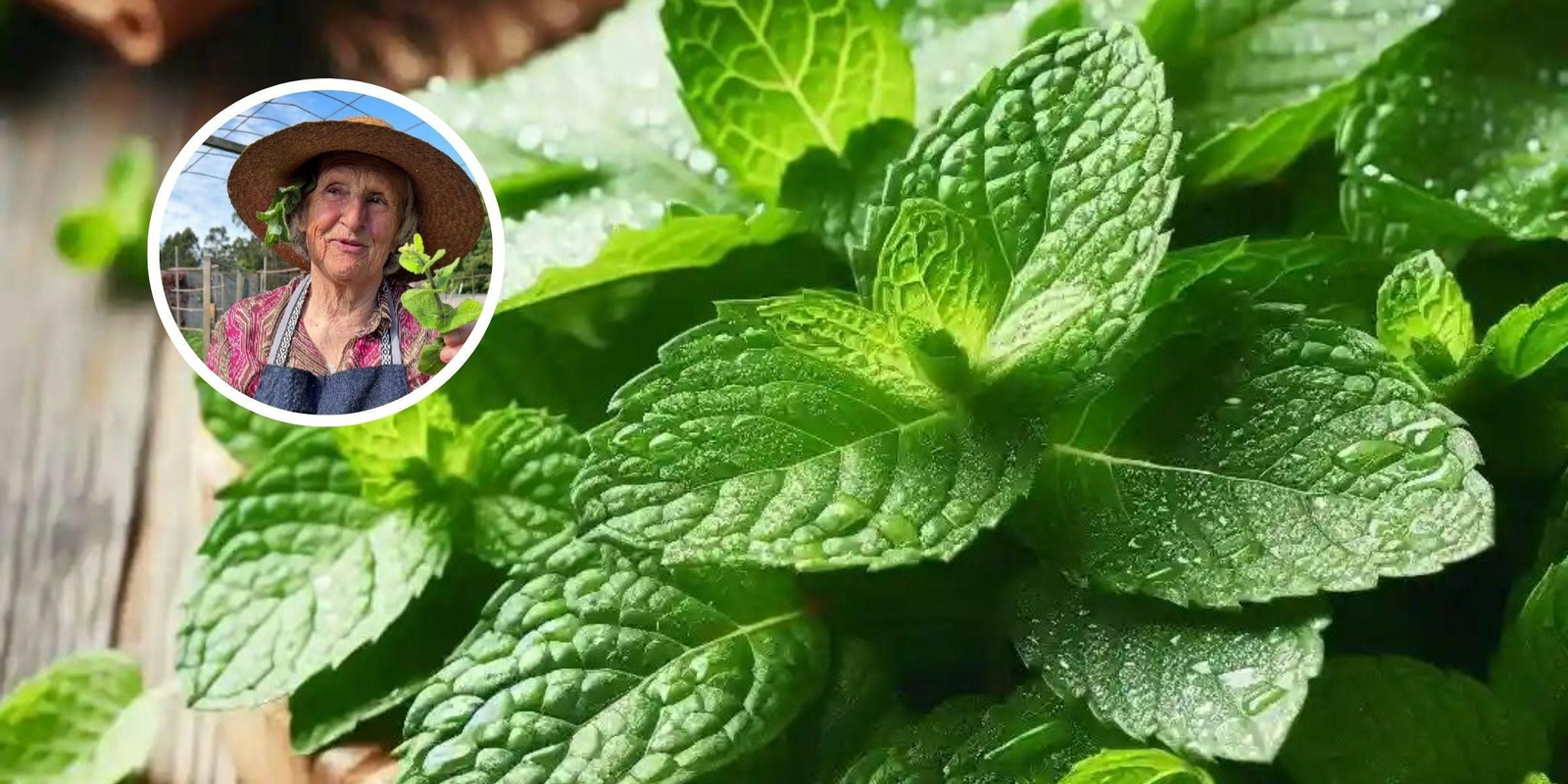 El mentrasto es un repelente natural de mosquitos.