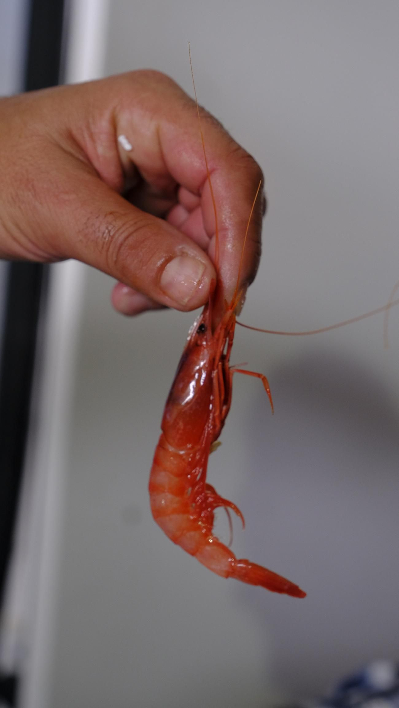 Imágenes de la Feria de la Gamba Roja de Garrucha