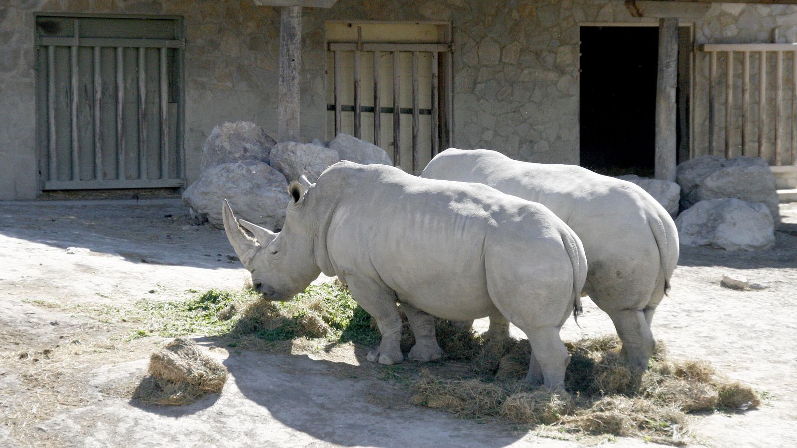 Ejemplares de rinocerontes blancos entre los más de 850 animales de la reserva
