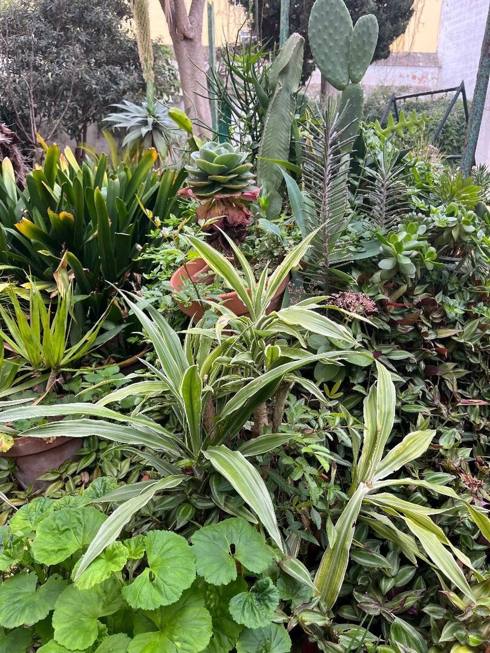 Las imágenes de la casa Berenguer en San Fernando