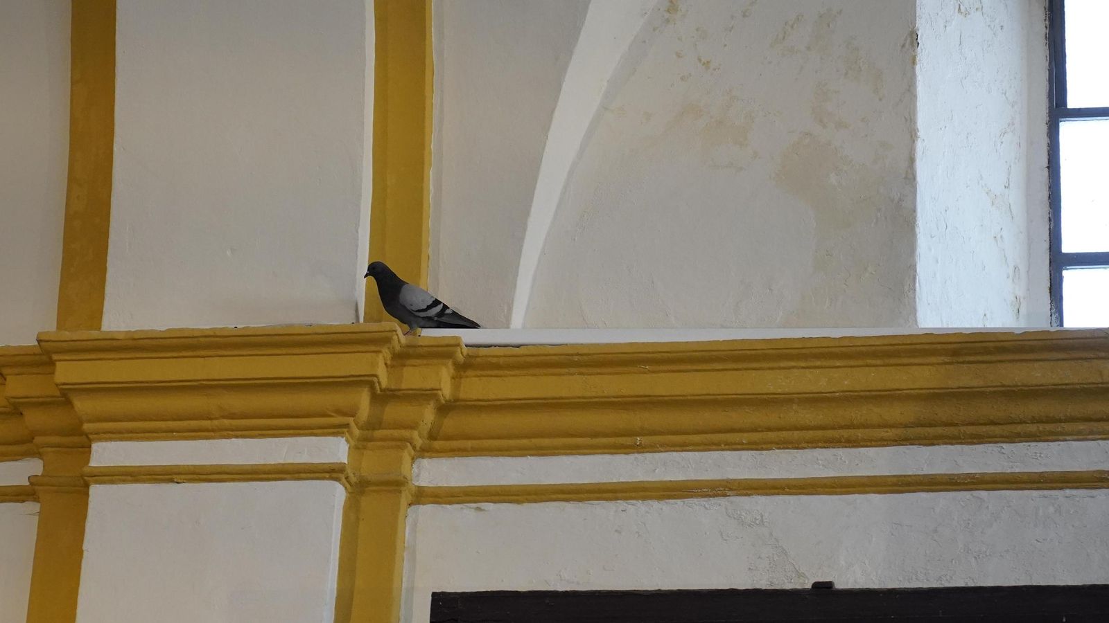 Una invasión de palomas encuentra refugio en el templo más importante de Algeciras.