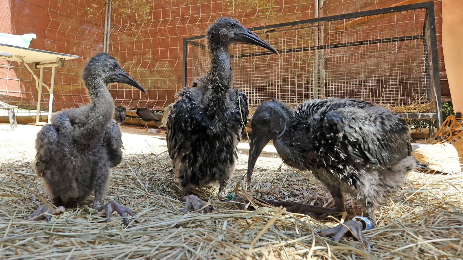 Imágenes de los ibis eremitas de Jerez a Cataluña
