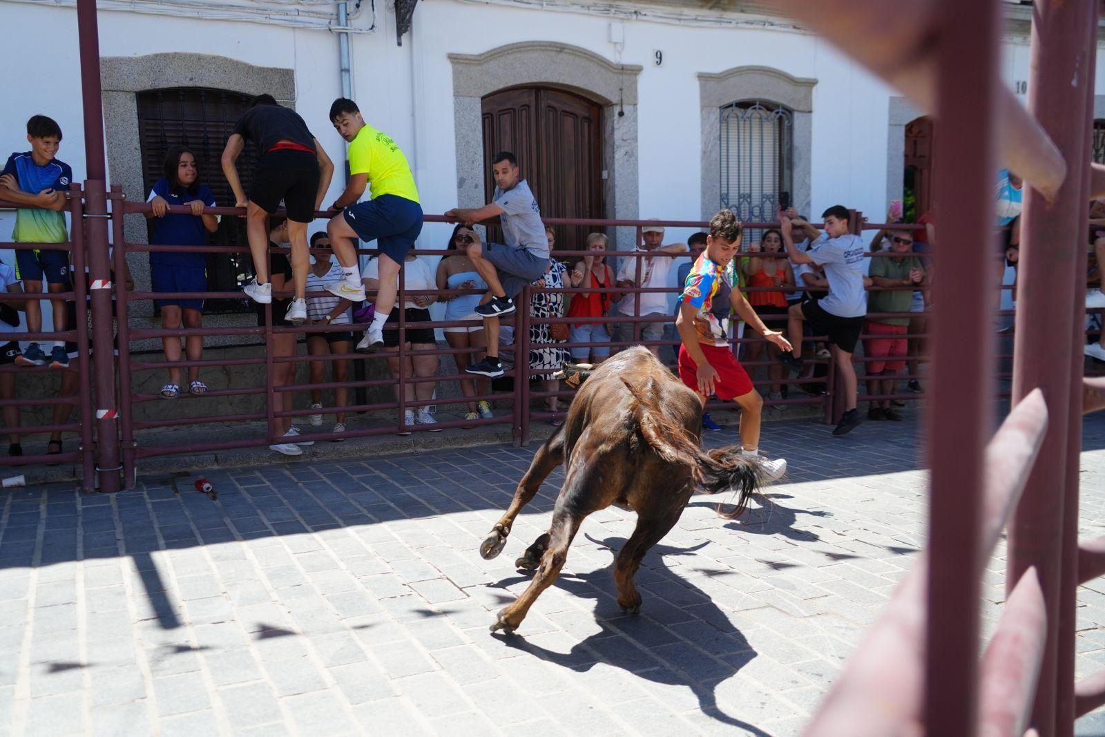 Las mejores imágenes de la suelta de vaquillas en la Feria de Alcaracejos