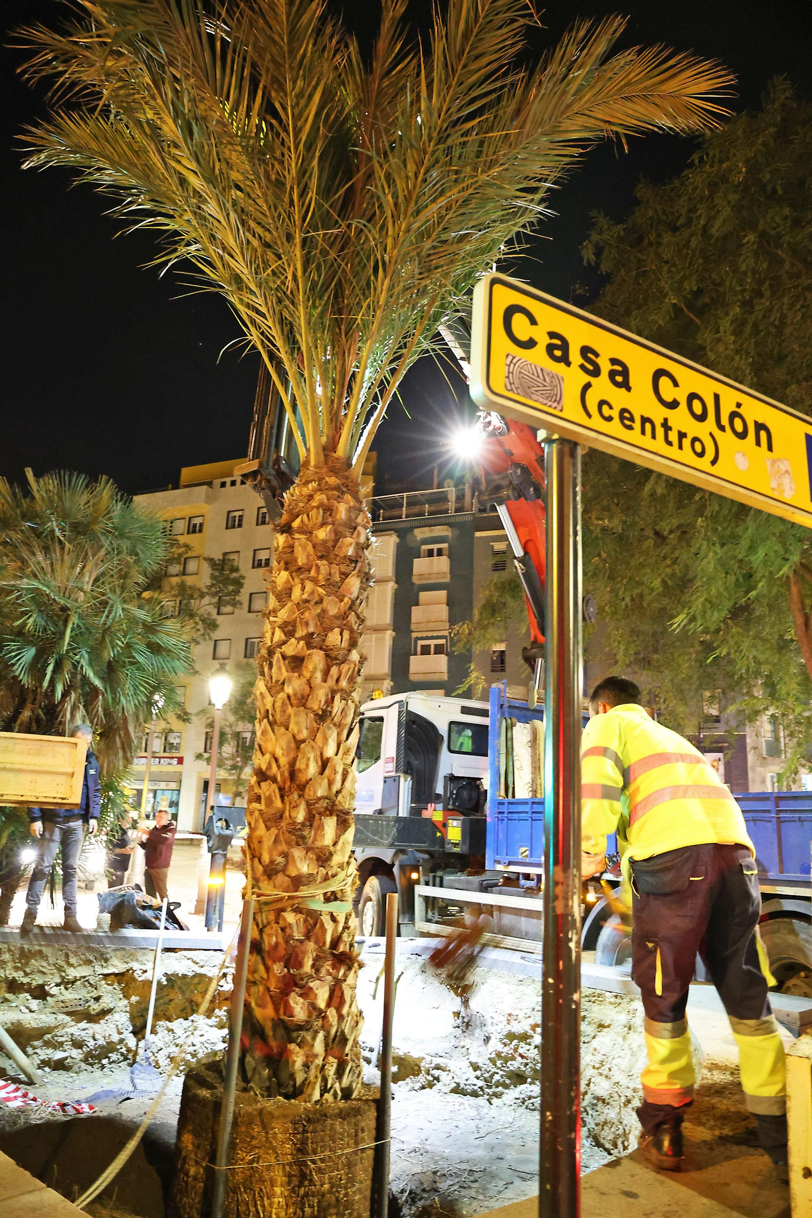 Las mejores imágenes de la plantación de la nueva palmera de Huelvaga