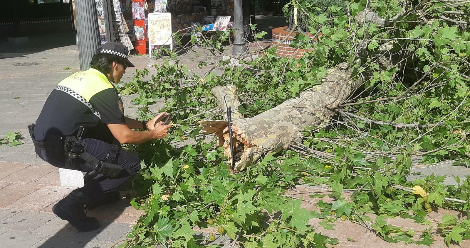 Un policía hace fotos de la rama desprendida