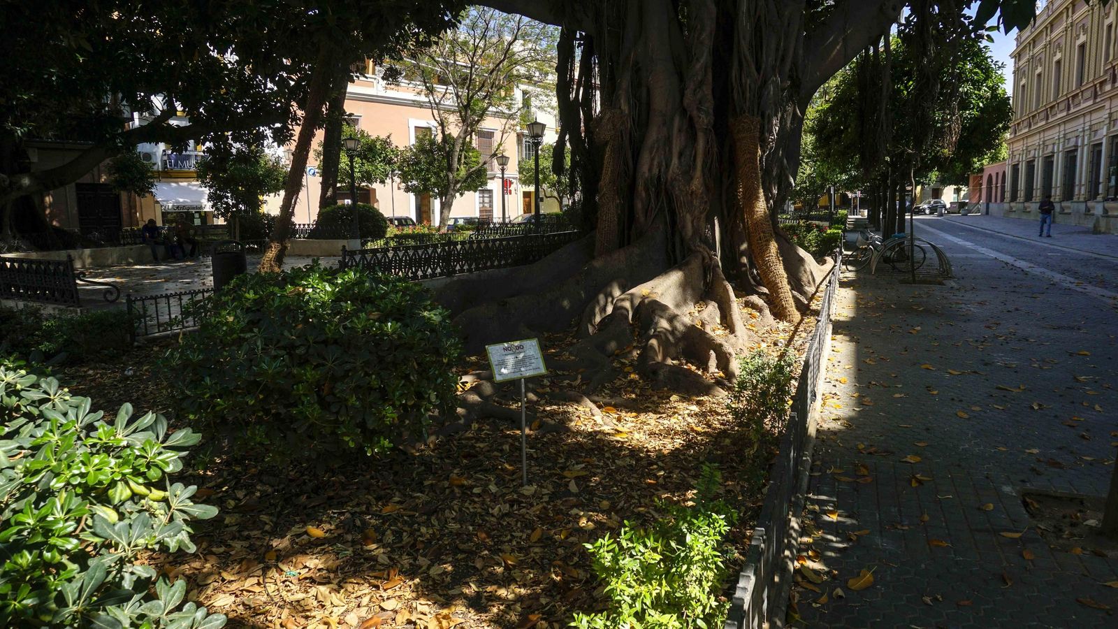 En el parterre se sustituirá el bordillo y el recercado metálico.