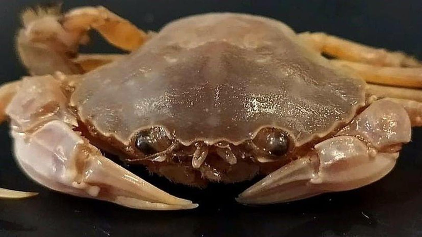 Ejemplar de 'Polybius dioscurus', hallado en aguas portuenses.