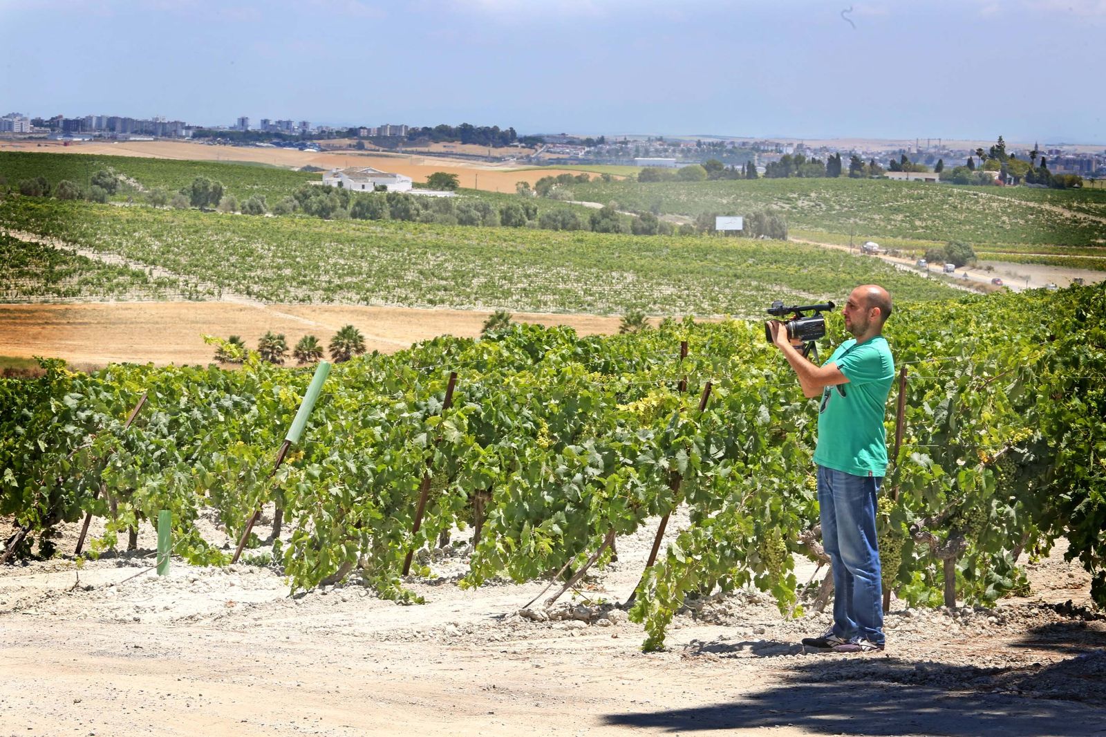 Uno de los viñedos del Marco de Jerez.