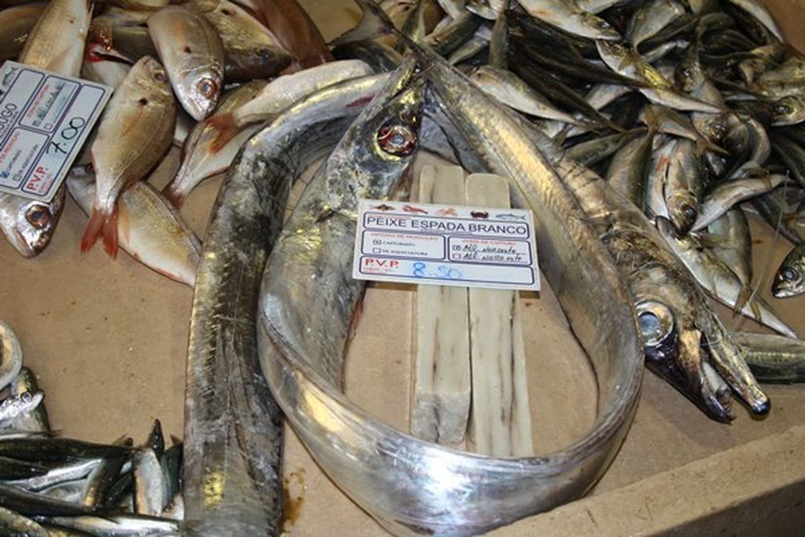 Paire: 'Lepidopus caudatus'