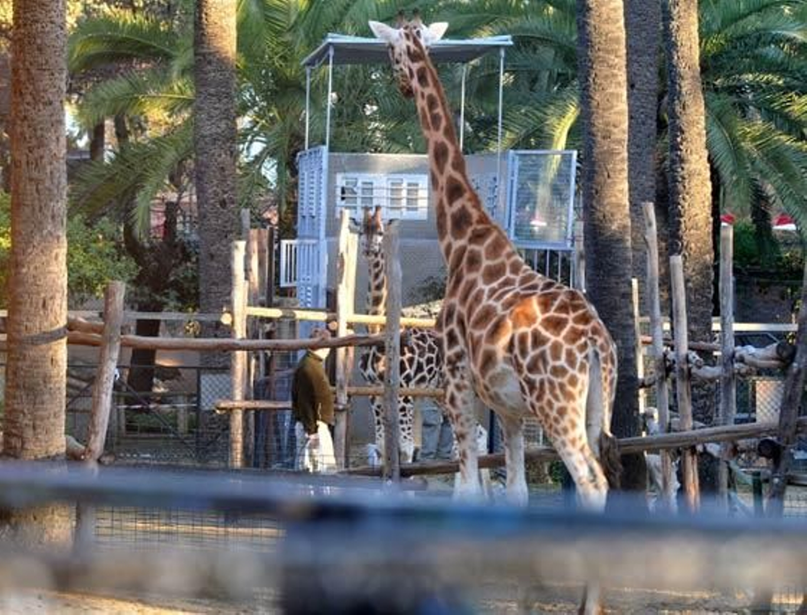 Jerezana, la jirafa de Rothschild nacida en marzo del año pasado en el Zoobotánico de Jerez ha sido trasladada al Parque Zoológico de Valencia para continuar con los trabajos de conservación de dicha especie

Foto: Manuel Aranda